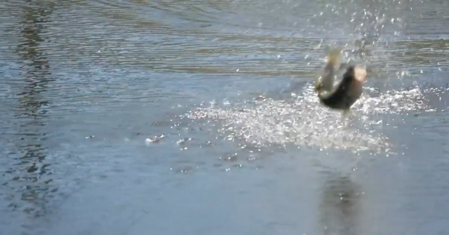 Insane Topwater Froggin' Explosions